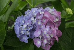 Plant And Fruit Tree Store -Plant And Fruit Tree Store bjangle3