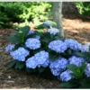 Let's Dance® Blue Jangles® Reblooming Hydrangea -Plant And Fruit Tree Store bjangle4