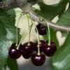 Black Tartarian Cherry 1 Black Tartarian Cherry -Plant And Fruit Tree Store black tartarian 600x635 1