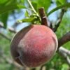 Black Boy Peach -Plant And Fruit Tree Store black boy peach 1