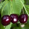 Black Gold Cherry 1 Black Gold Cherry -Plant And Fruit Tree Store black gold cherry