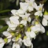 Black Locust Seedling -Plant And Fruit Tree Store black locust