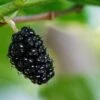 Oscar Mulberry -Plant And Fruit Tree Store black mulberry