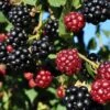 Arapaho Thornless Blackberry -Plant And Fruit Tree Store blackberry