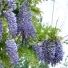 Alpha Blue Moon Wisteria -Plant And Fruit Tree Store bluemoon