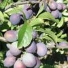 Blues Jam European Plum -Plant And Fruit Tree Store blues jam 1