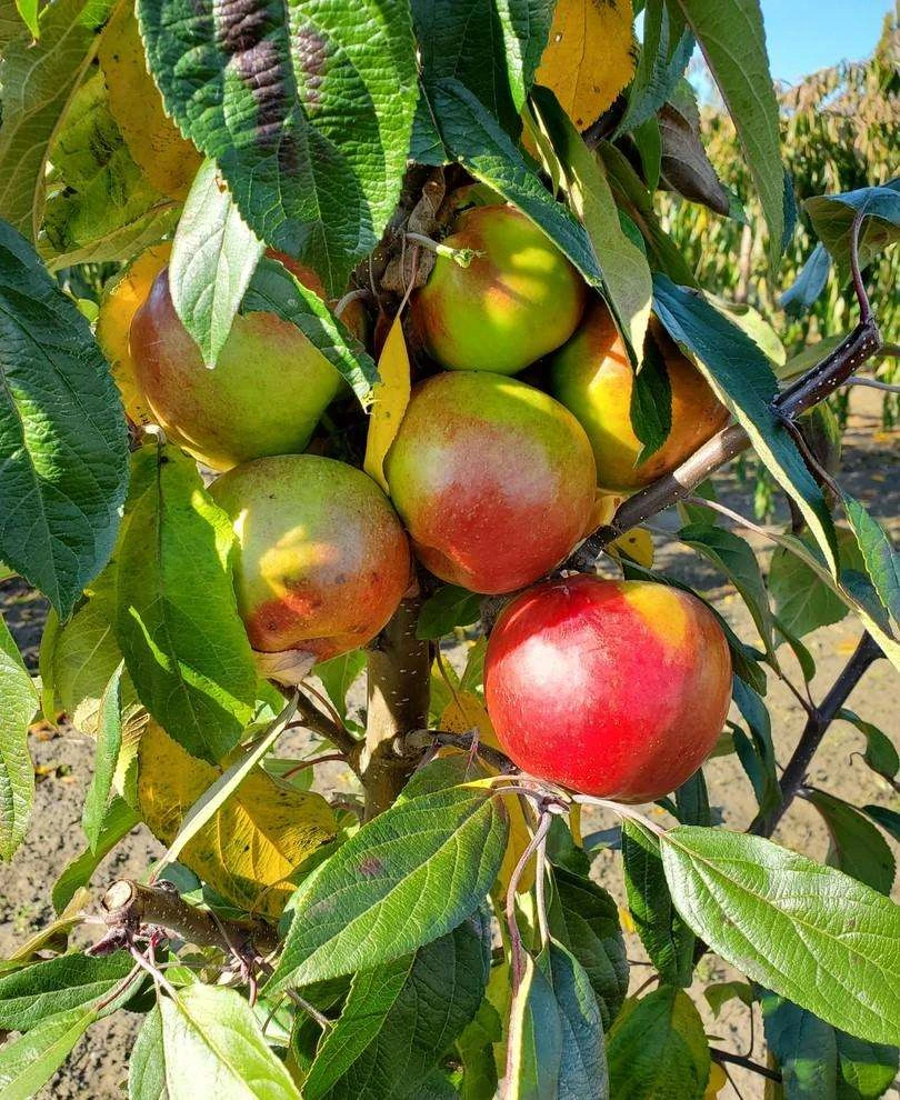 Blushing Delight™ Urban™ Columnar Apple 3 Blushing Delight™ Urban™ Columnar Apple