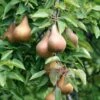 Bosc European Pear -Plant And Fruit Tree Store bosc pear 1