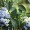 Alpha Blue Ribbon Blueberry -Plant And Fruit Tree Store br