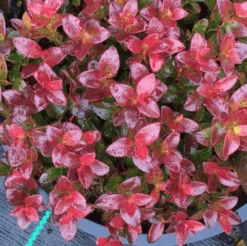 Gaylussacia Brachycera 'Berried Treasure'™ -Plant And Fruit Tree Store btbriggs2