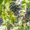 Buffalo Grape 1 Buffalo Grape -Plant And Fruit Tree Store buffalo grape 1