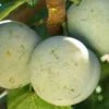 Bavay Gage European Plum -Plant And Fruit Tree Store c010 bavay gage