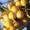 Mirabelle De Metz European Plum -Plant And Fruit Tree Store c208r