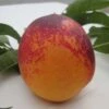 Speckled Egg Nectarine -Plant And Fruit Tree Store c578 speckled egg 1 1