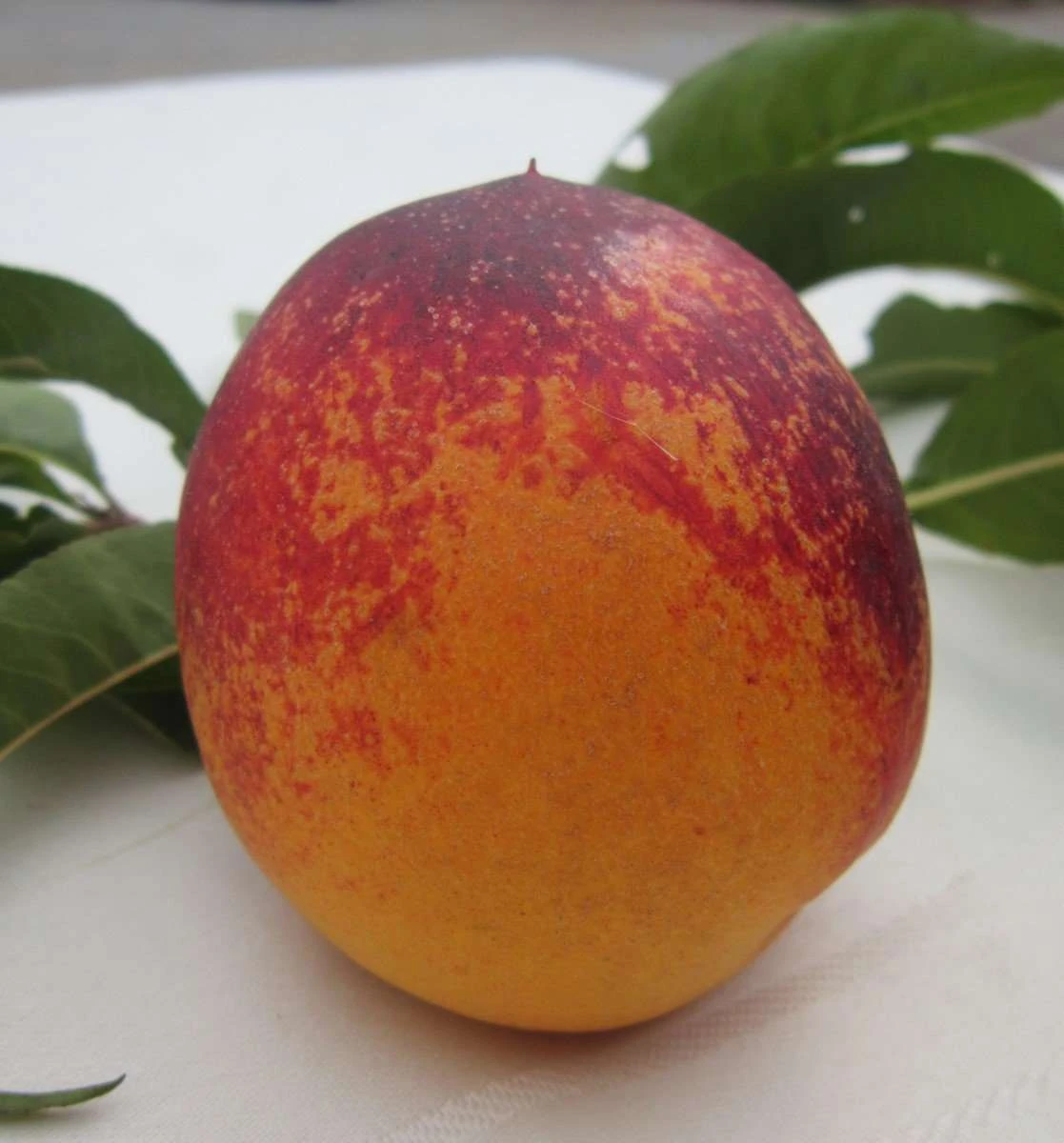 Speckled Egg Nectarine 3 Speckled Egg Nectarine