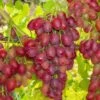 Canadice Seedless Grape 1 Canadice Seedless Grape -Plant And Fruit Tree Store canadice grape 1