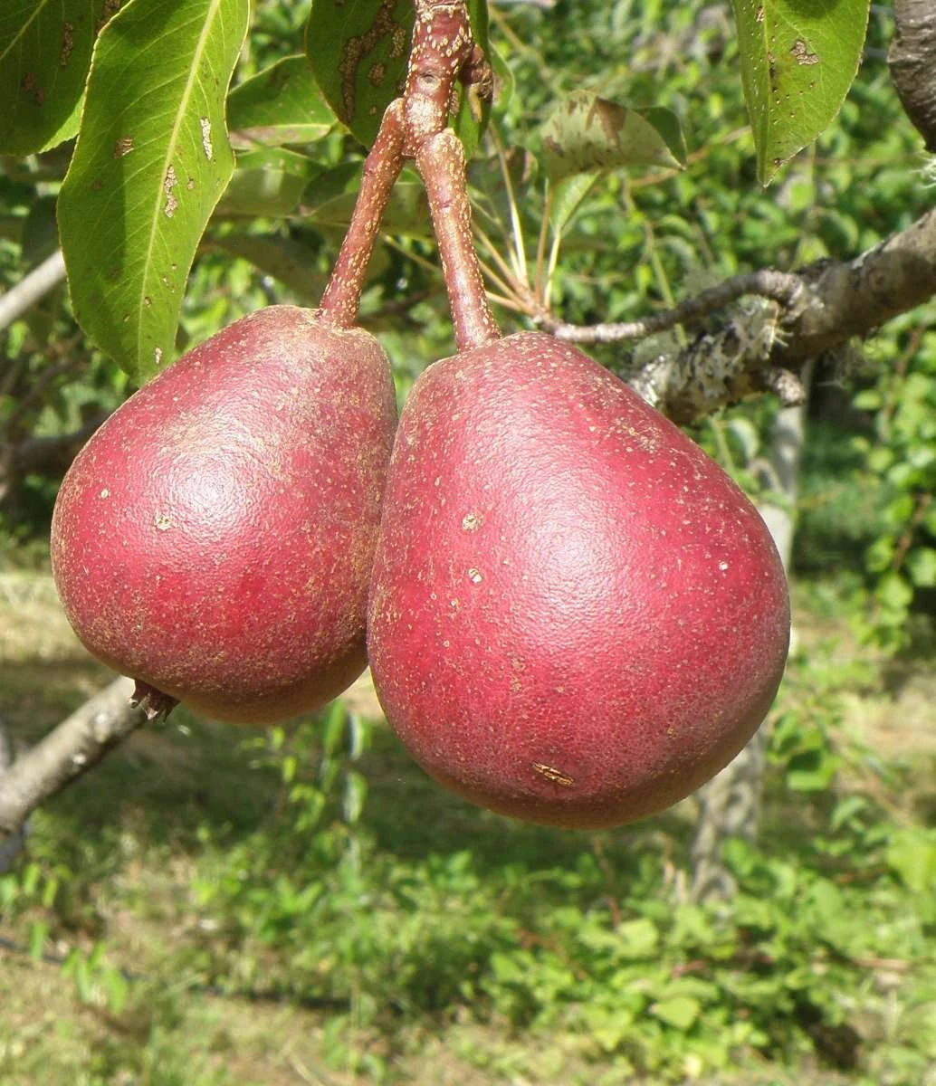 Cascade European Pear 3 Cascade European Pear