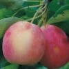 Centennial Crabapple -Plant And Fruit Tree Store centennialapplefruit0101