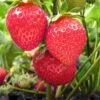Chandler Strawberry Bundle (2 Packs) 2 Chandler Strawberry Bundle (2 Packs) -Plant And Fruit Tree Store chandler
