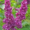 Charles Joly Lilac 2 Charles Joly Lilac -Plant And Fruit Tree Store charles joly