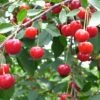 Balaton™ Cherry 2 Balaton™ Cherry -Plant And Fruit Tree Store cherries joylandis