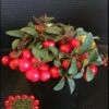 Cherry Berries ™ Wintergreen -Plant And Fruit Tree Store cherryb w logo