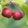 Red Sun Chinese Hawthorn -Plant And Fruit Tree Store chinese haw