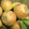 Medaille D'Or Cider Apple -Plant And Fruit Tree Store cider apple a435s medillin