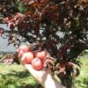 Cocheco Asian Plum -Plant And Fruit Tree Store cocheco 4dd2e373 aa61 4882 b4f5 d577725cdf4a 1