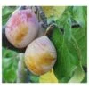 Royal European Plum Bundle No. 2 1 Royal European Plum Bundle No. 2 -Plant And Fruit Tree Store coes g drop 1