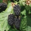 Columbia Star Thornless Blackberry -Plant And Fruit Tree Store columbia star 1