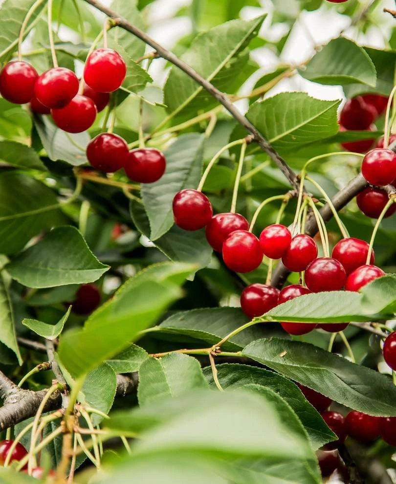 Combination Dwarf Cherry Tree (5 Varieties) 3 Combination Dwarf Cherry Tree (5 Varieties)