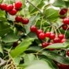 Combination Dwarf Cherry Tree (3 Varieties) -Plant And Fruit Tree Store combination cherry 1