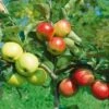 Combination Disease-Resistant Apple (3 Varieites) 1 Combination Disease-Resistant Apple (3 Varieites) -Plant And Fruit Tree Store combo