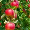 Combo Heritage Apple (5 Varieties) -Plant And Fruit Tree Store combo apple 1 688ef06d 72e5 4c65 b463 aee1bfb894c8