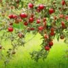 Combo Disease-Resistant Apple (5 Varieties) -Plant And Fruit Tree Store combo disease resistant apple 1 6b1186b1 0692 4465 97f6 868a552e26fe