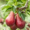 Combo European Pear Tree (3 Varieties) -Plant And Fruit Tree Store combo european pear 1