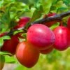 Combo Asian Plum (4 Varieties) 1 Combo Asian Plum (4 Varieties) -Plant And Fruit Tree Store combo asian plum