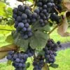 Concord Grape 2 Concord Grape -Plant And Fruit Tree Store concord grape 3 1 1