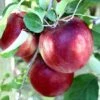Cosmic Crisp® Apple -Plant And Fruit Tree Store cosmic crisp