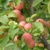 WSU Puget Spice Crabapple 2 WSU Puget Spice Crabapple -Plant And Fruit Tree Store crabapple a725s puget spice 1