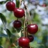 Craig's Crimson Cherry -Plant And Fruit Tree Store craigs crimson cherry