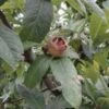 Marron™ Medlar -Plant And Fruit Tree Store d009
