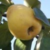 Ekmek Quince 1 Ekmek Quince -Plant And Fruit Tree Store d088 2