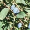 Blue Belle Honeyberry -Plant And Fruit Tree Store d724 gigapixel standard scale 6 00x 9573f641 3d90 417f b253 577b7a476864