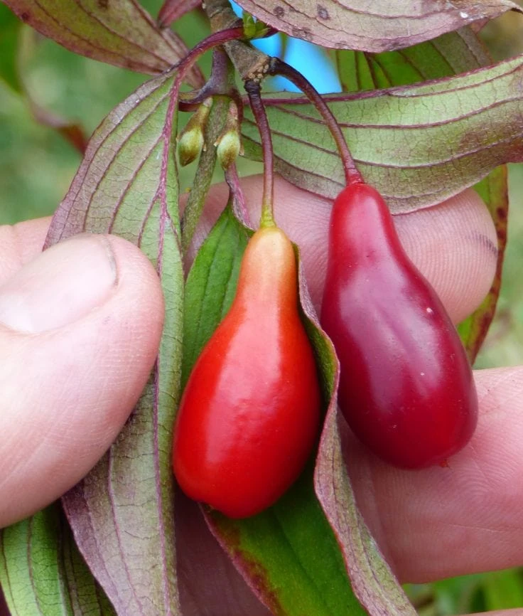 Elegant™ Cornus Mas 3 Elegant™ Cornus Mas