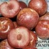Combo Pluot Tree (4 Varieties) -Plant And Fruit Tree Store dappledandy