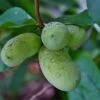 Potomac® Paw Paw 2 Potomac® Paw Paw -Plant And Fruit Tree Store ddddpawapaw
