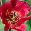 Paeonia Delavayi 1 Paeonia Delavayi -Plant And Fruit Tree Store delavyi