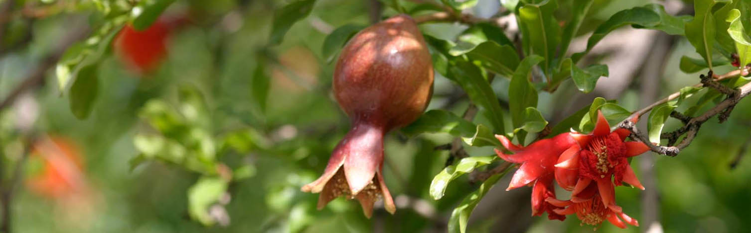 Plant And Fruit Tree Store -Plant And Fruit Tree Store dfhdh